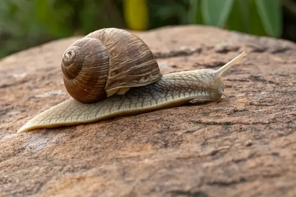 Escargot petit-gris sur une pierre