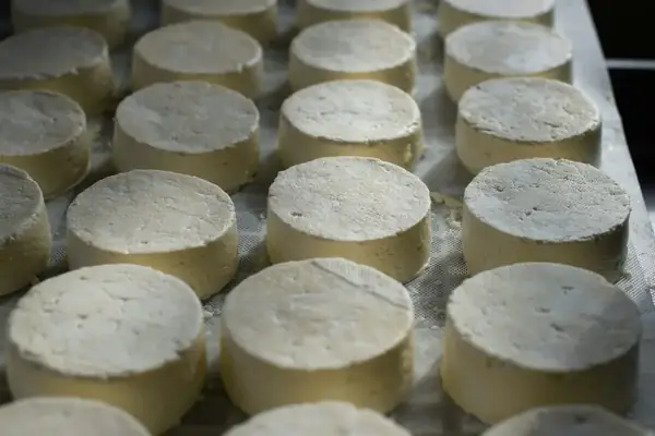 Fromages frais moulés posés sur une grille d'égouttage