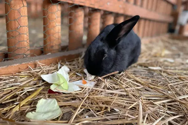Lapin noir sur la paille dans un enclos