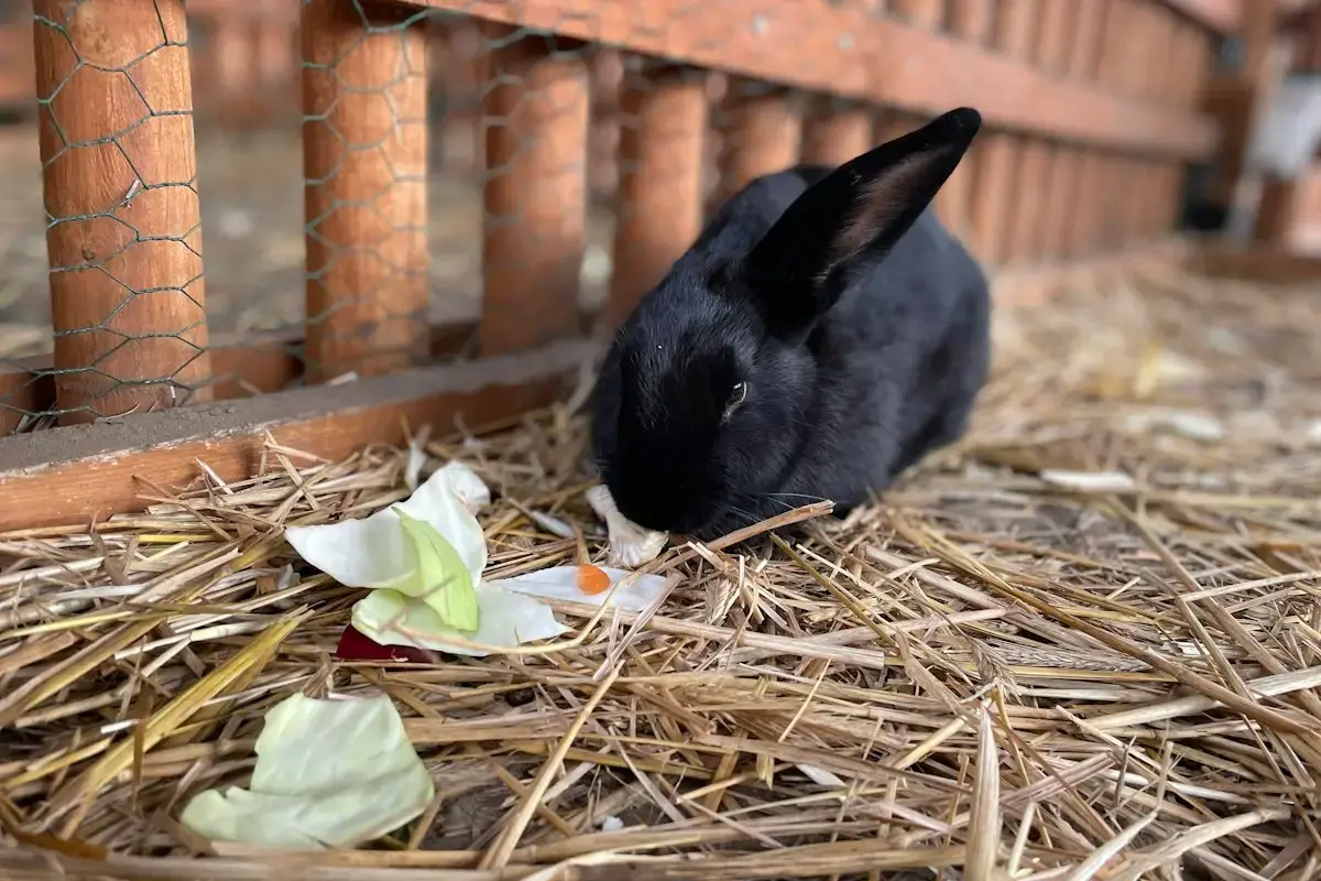 Lapin noir sur la paille dans un enclos