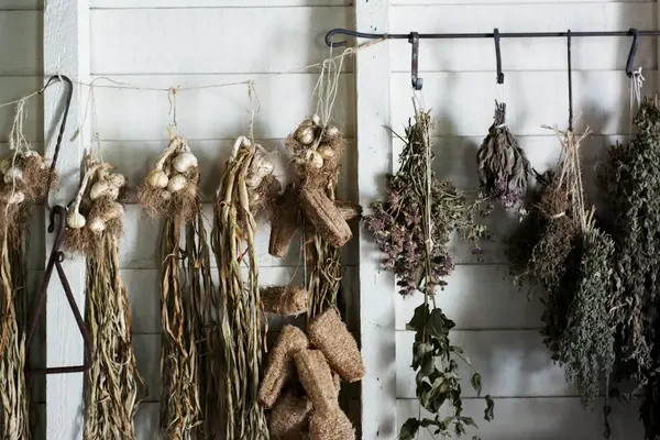 Bouquets de plantes aromatiques suspendus pour le séchage
