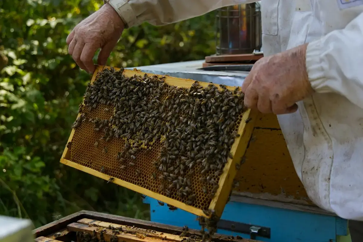 Apiculteur sortant un cadre de ruche couvert d'abeilles